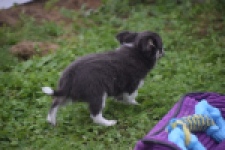 Chihuahua (reu) 03813
