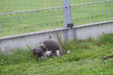 Chihuahua (reu) 03813