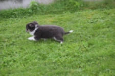 Chihuahua (reu) 03813