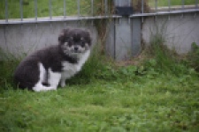 Chihuahua (reu) 03813