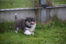 Chihuahua (reu) 03813