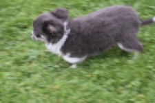 Chihuahua (reu) 03813