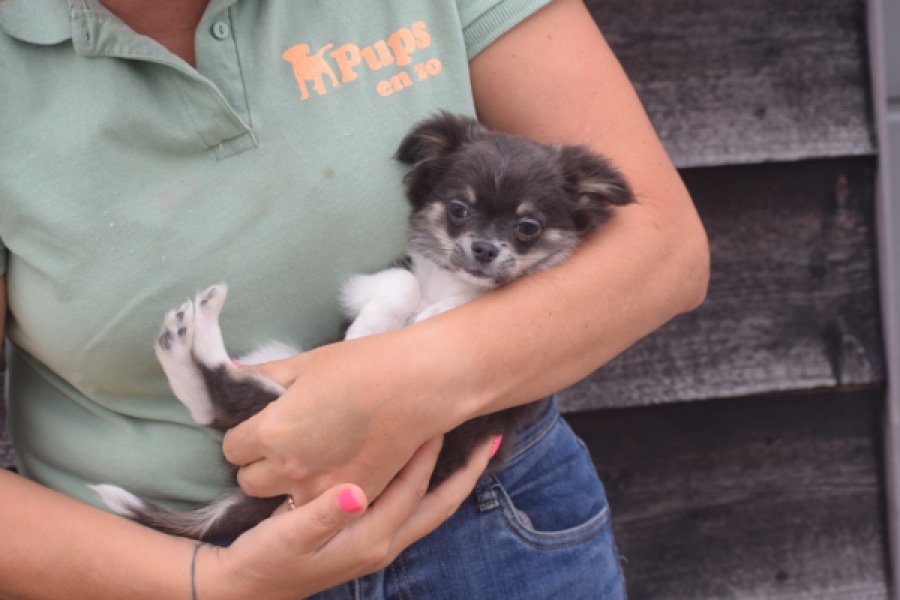 Chihuahua (reu) 03813