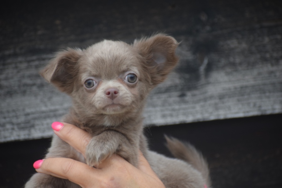 Chihuahua (reu) 04249