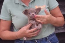 Chihuahua (reu) 04249