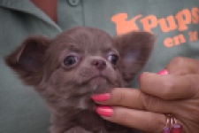 Chihuahua (reu) 04249