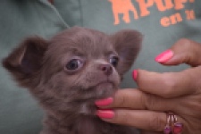 Chihuahua (reu) 04249