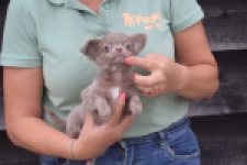 Chihuahua (reu) 04249