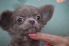 Chihuahua (reu) 04249