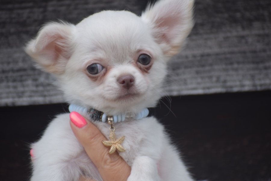 Chihuahua (reu) 04451