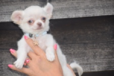 Chihuahua (reu) 04451
