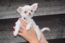 Chihuahua (reu) 04451
