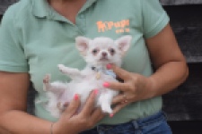 Chihuahua (reu) 04451