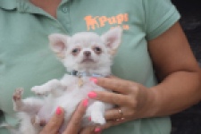 Chihuahua (reu) 04451