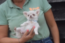 Chihuahua (reu) 04451