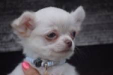 Chihuahua (reu) 04451