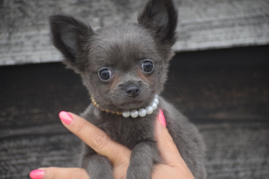 Chihuahua (reu) 04245