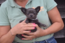 Chihuahua (reu) 04245