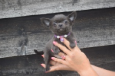 Chihuahua (reu) 04245