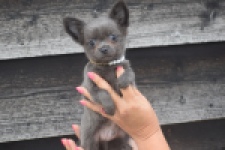 Chihuahua (reu) 04245