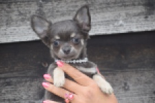 Chihuahua (reu) 04243
