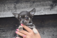 Chihuahua (reu) 04243