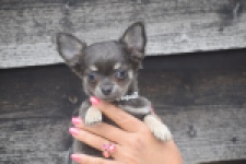 Chihuahua (reu) 04243