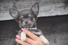 Chihuahua (reu) 04243