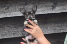 Chihuahua (reu) 04243