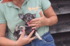 Chihuahua (reu) 04243