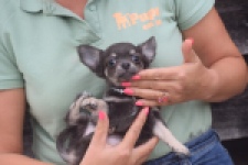 Chihuahua (reu) 04243