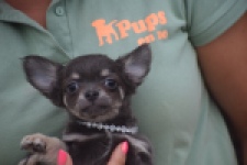 Chihuahua (reu) 04243