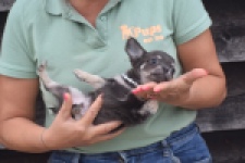 Chihuahua (reu) 04243