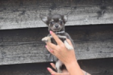 Chihuahua (reu) 04243