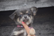 Chihuahua (teef) 04239