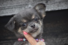 Chihuahua (teef) 04239