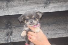 Chihuahua (teef) 04239