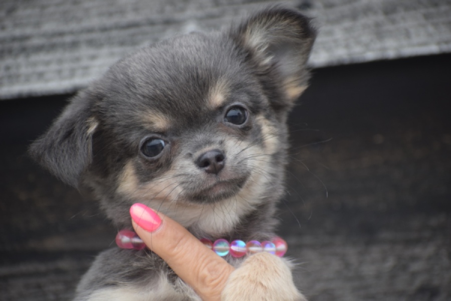 Chihuahua (teef) 04239