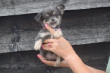 Chihuahua (teef) 04239