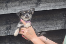 Chihuahua (teef) 04239