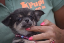 Chihuahua (teef) 04239