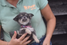 Chihuahua (teef) 04239