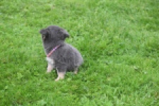 Chihuahua (teef) 04239