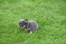 Chihuahua (teef) 04239