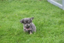 Chihuahua (teef) 04239