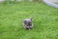 Chihuahua (teef) 04239
