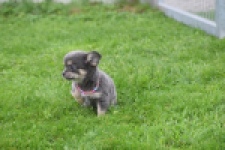 Chihuahua (teef) 04239