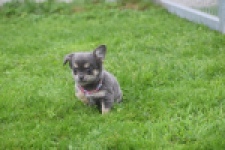 Chihuahua (teef) 04239