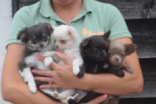Chihuahua (reu) 04249