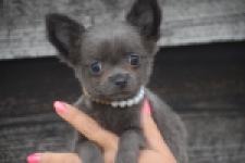 Chihuahua (reu) 04250